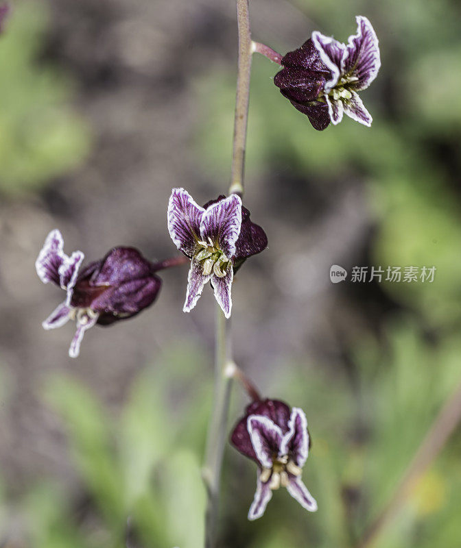 Streptanthus glandulosus是芥菜科的一种开花植物，俗称刚毛宝石花。Brasssicaceae。加州索诺马县的马亚卡玛斯山脉。
